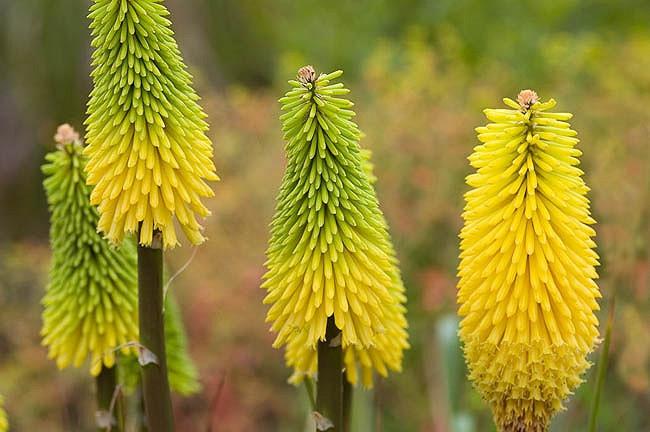 Hot poker plant